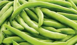 GRÜNE MAMUT-BOHNEN POLEN 500 G - Biolaboratorium