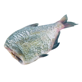 Fischbrassenkadaver ca. 1,5 kg