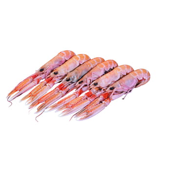 Meeresfrüchte-Langustinen 1 Stk. (ca. 100g)