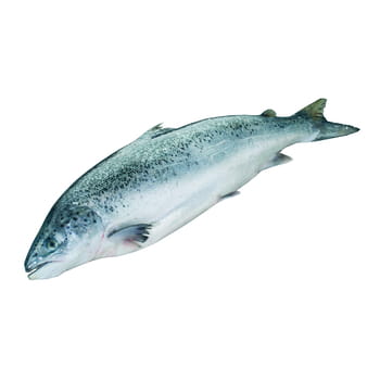 Fisch Ausgenommener Lachs 3-4 kg