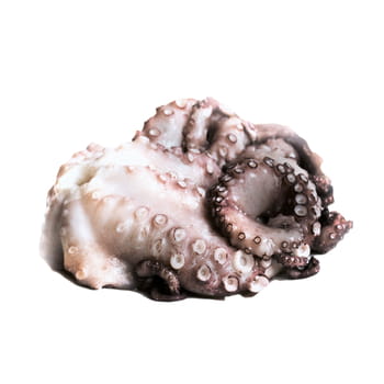 Gefrorener ganzer roher Oktopus auf MyFood-Tablett 2 kg