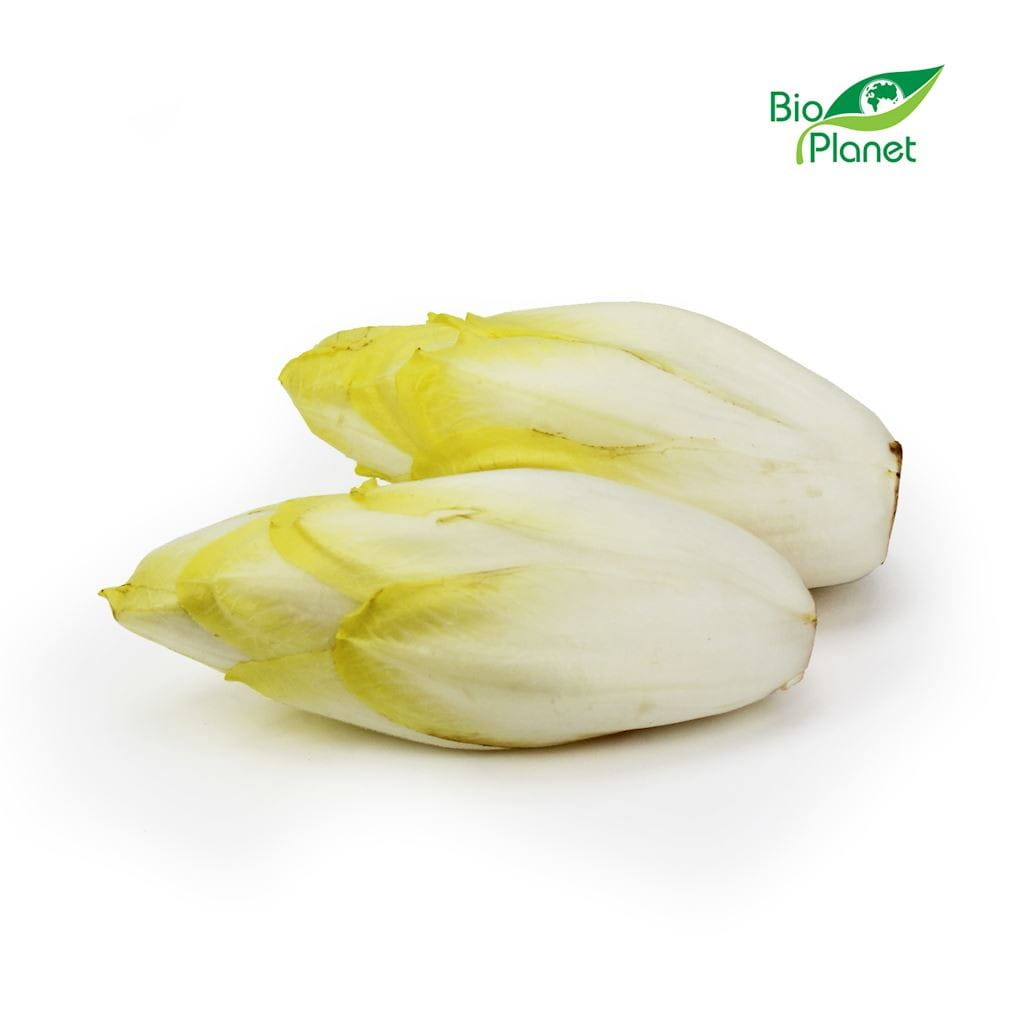 Verkauf BIO frischer Chicorée (ca. 0,50 kg) - Biolaboratorium