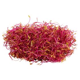 RÜBENSPROSSEN 40 G POLEN