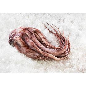 Humboldt-Tintenfisch-Tentakel