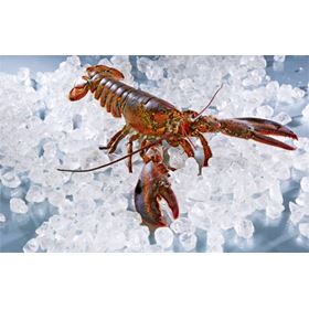 AMERIKANISCHER Hummer 400+