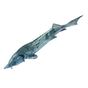 Ausgenommener Störfisch ca. 2kg