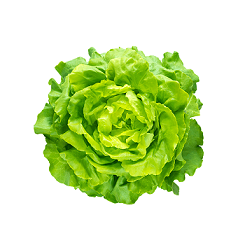 Kopfsalat 1 Stk.
