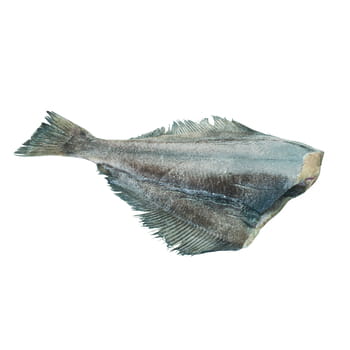 Heilbuttfisch ca. 300g