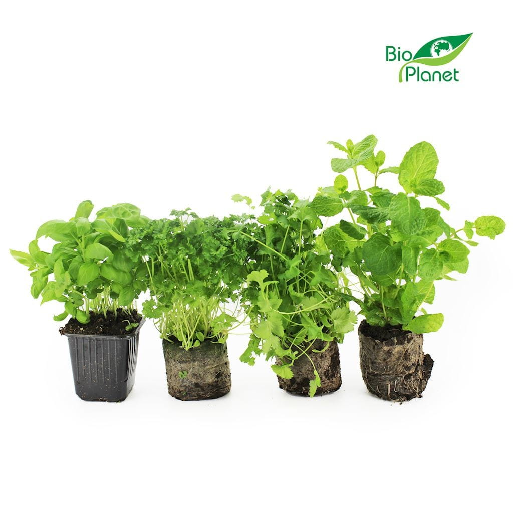 Frische Topfkräutermischung BIO (polnisch) (6 Stück)