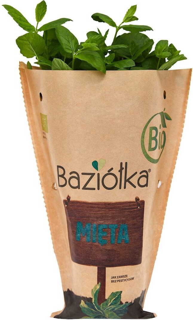 Frische Topfminze BIO (polnisch) (1 Stück)