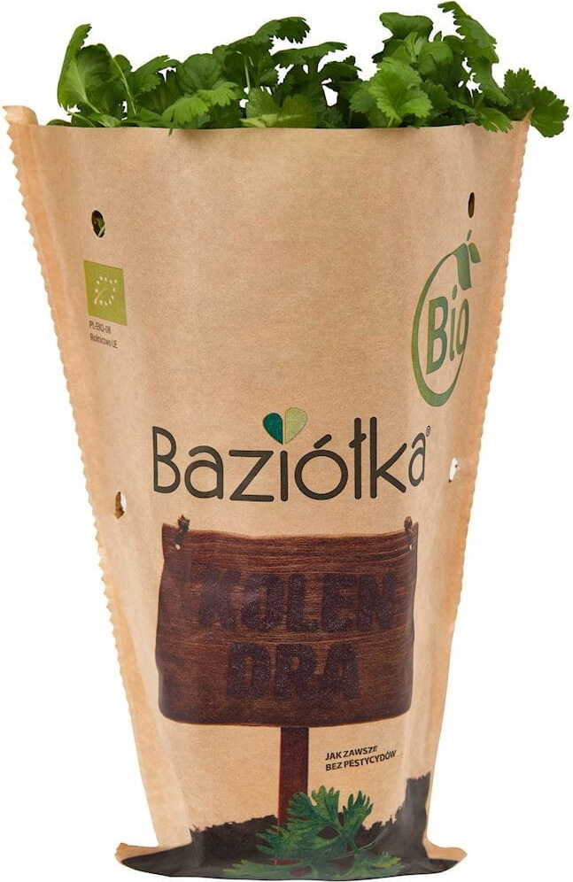 Frischer Topfkoriander BIO (polnisch) (1 Stück)