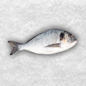 DORADA ALLE 600/800
