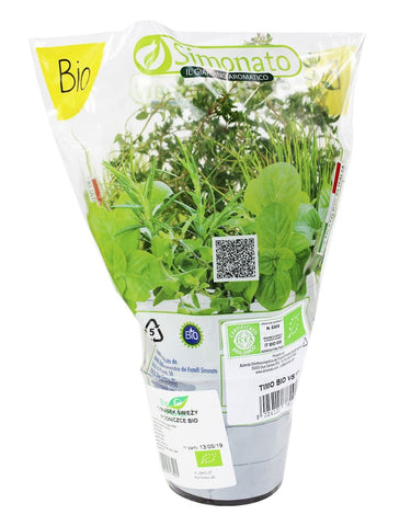 Frischer Thymian im Topf BIO (1 Stk.)